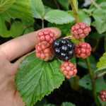 černica dirksen rubus fruticosus