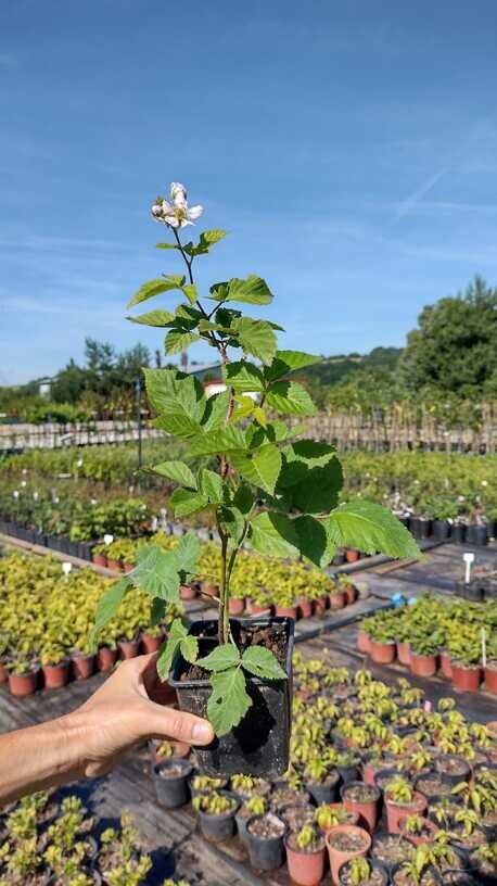 černica dirksen rubus fruticosus kontajner OKCDIRK