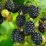 černica loch ness plody ovocný ker