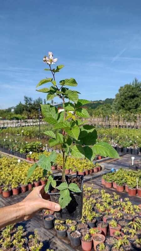 černica Relevant Rubus fruticosus kontajner OKCRELK