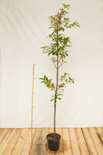 cremcha obyčajná prunus adus kontajner