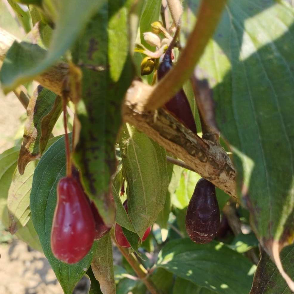 drieň Elegantnyj cornus mas červené plody