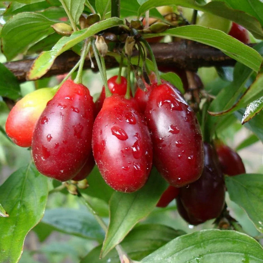 drieň Svetljačok cornus mas veľké červené plody