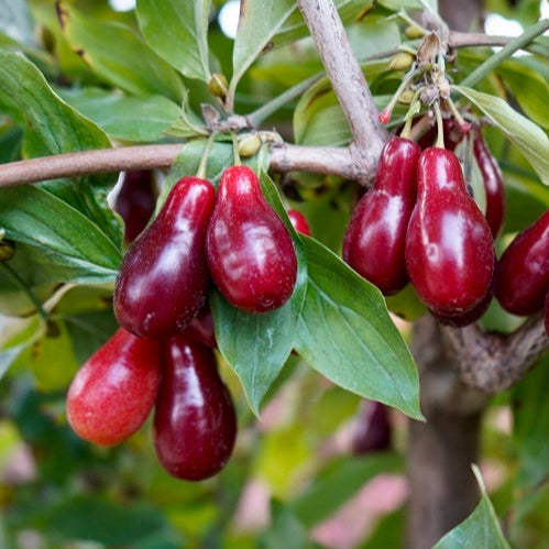 drieň Szafer cornus mas červené plody