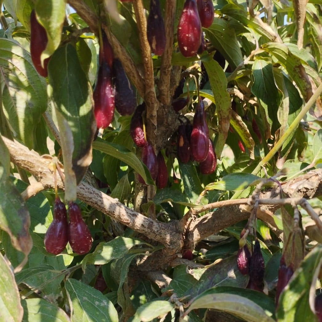 drieň Vydubeckij cornus mas červené plody