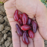 drieň Elegantnyj plody 