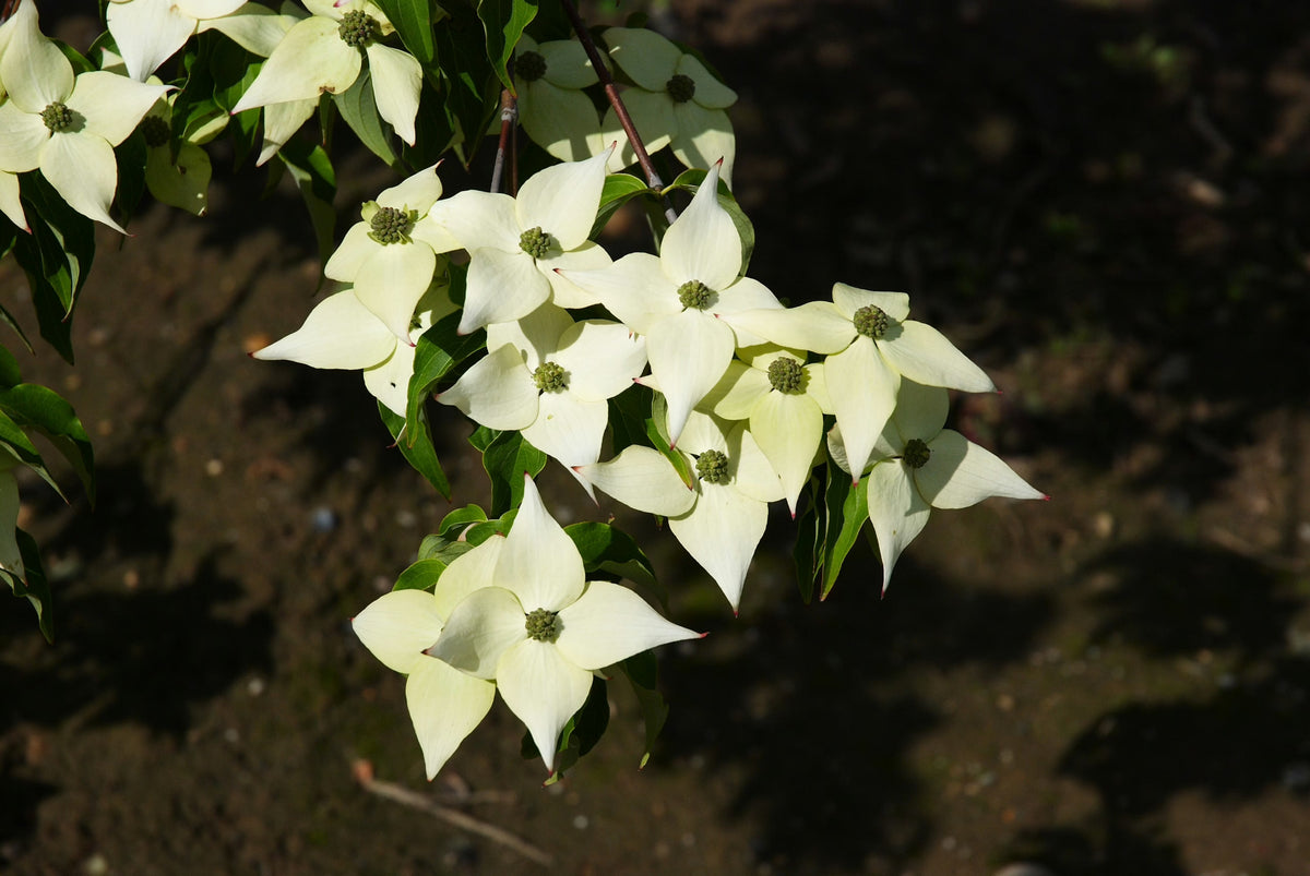 Drieň japonský Milky Way