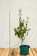 drień Kazanlak cornus mas veľké červené plody na kríku airpot