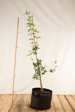 drieň obyčajný airpot 