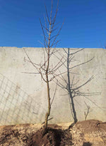 drieň obyčajný semenáč