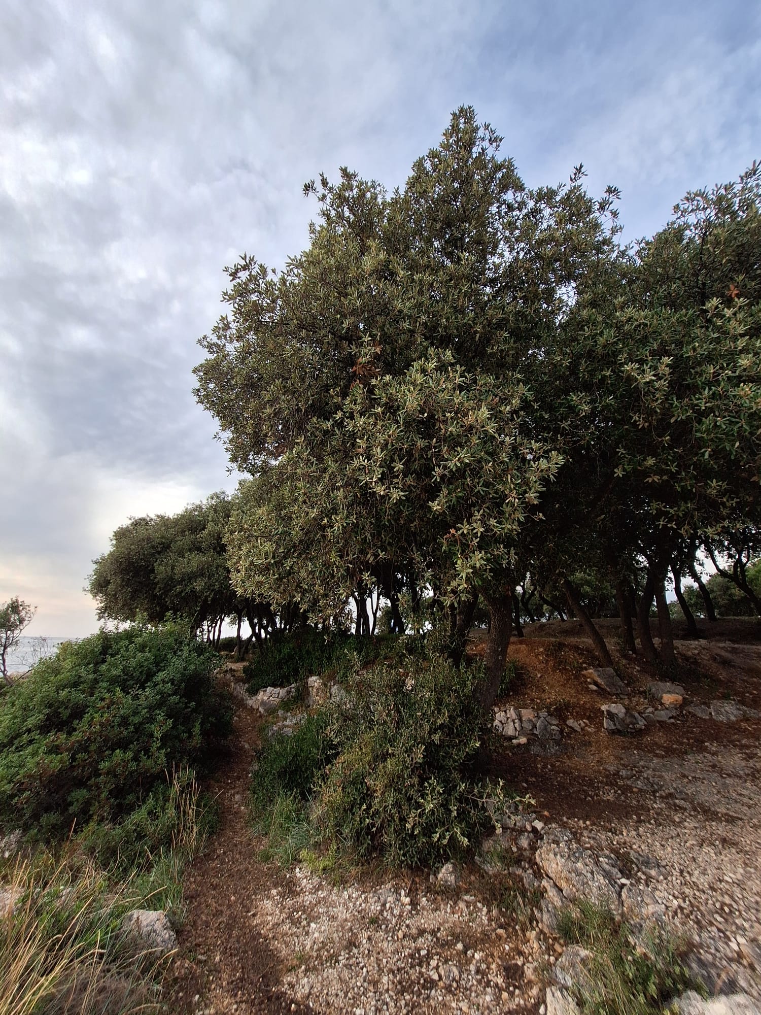 Dub cezmínový strom