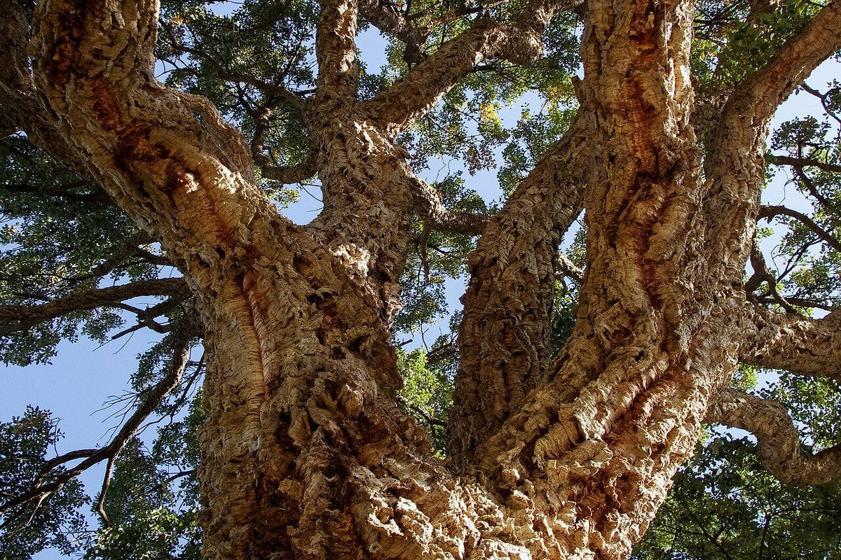 dub korkový Quercus Suber kmeň kôra