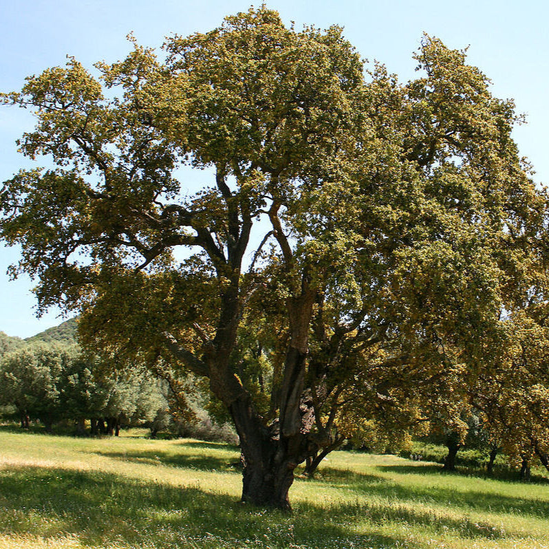 dub korkový strom Quercus Suber