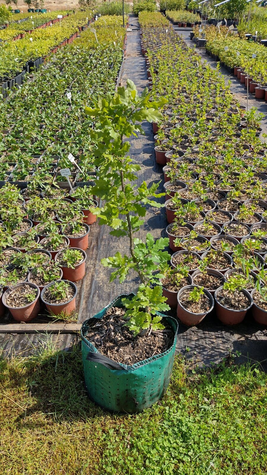 dub letný quercus robur airpot 	
LSDLETHNAP24