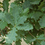 Dub letný Fastigiata detail listy strom