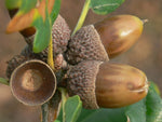 Dub zimný detail plody