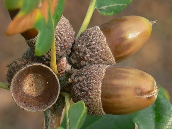Dub zimný detail plody