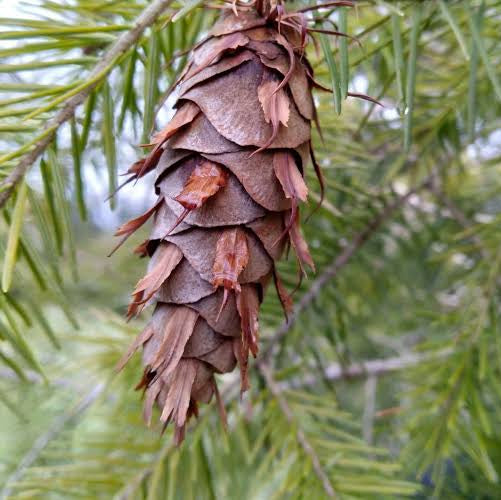 duglaska tisolistá psedutsuga menziesii šiška