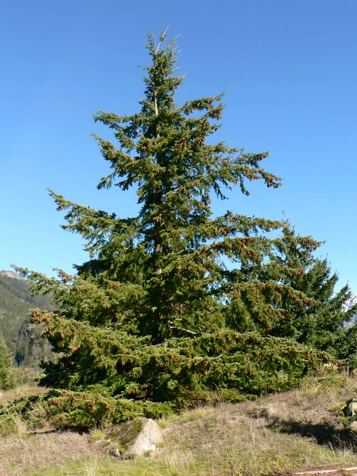duglaska tisolistá psedutsuga menziesii strom