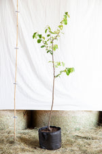 Dula Konstantinopolská airpot stromček