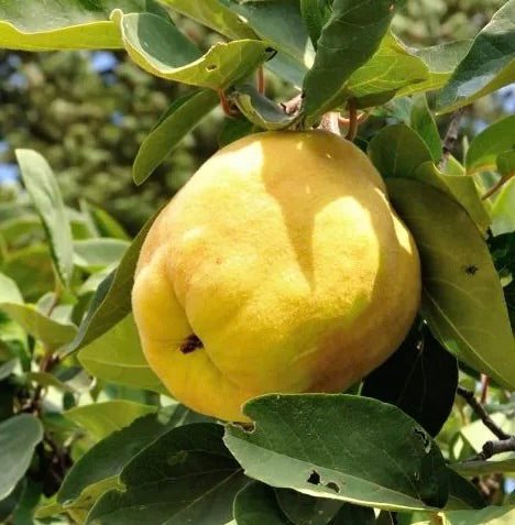 dula muškatnaja cydonia oblonga plody