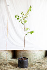 dula podlhovastá cydonia oblonga vranja strom airpot