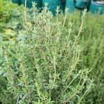 Dúška tymianová (tymián) 	
OBDTYMK