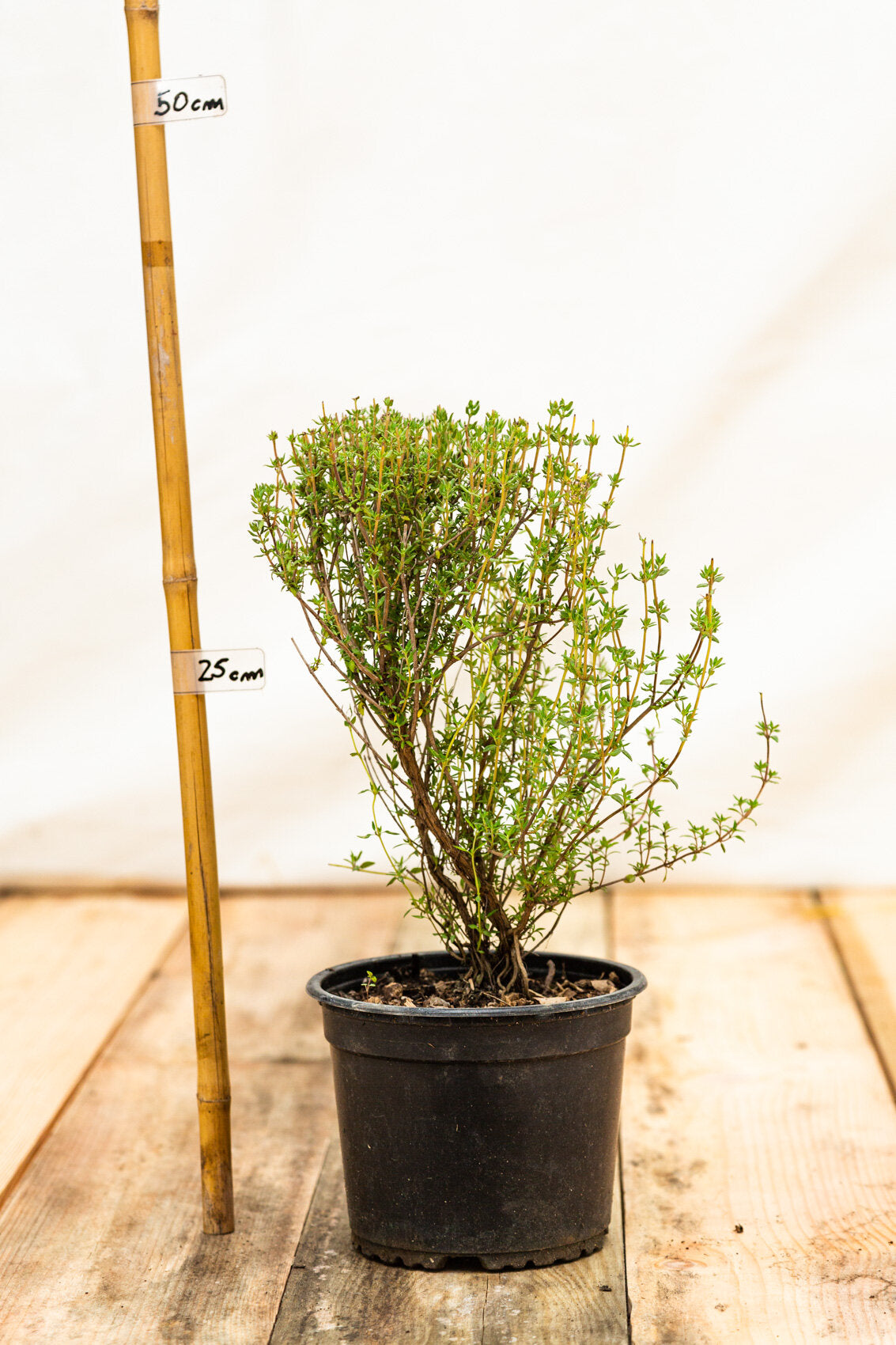 Dúška tymianová (tymián) kontajner bylinka
