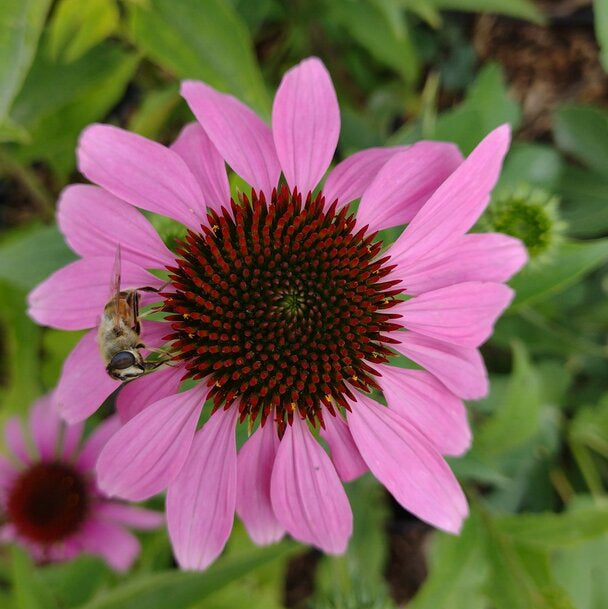 Echinacea purpurová kvet ružový  OBEPURK