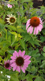 Echinacea purpurová kvety OBEPURK