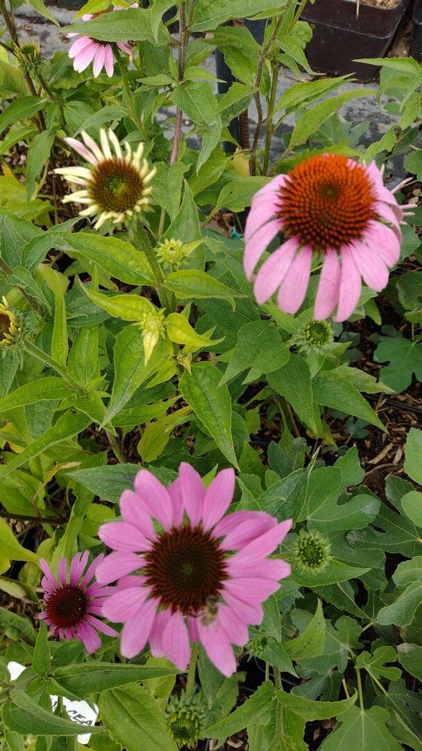 Echinacea purpurová kvety OBEPURK
