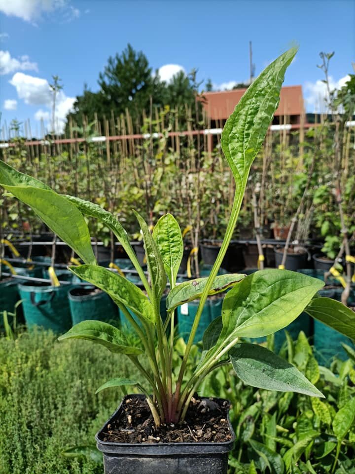 Echinacea purpurová kontajner OBEPURK