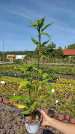 Echinacea purpurová kontajner