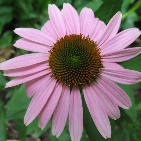 Echinacea purpurová Primadonna Deep Rose