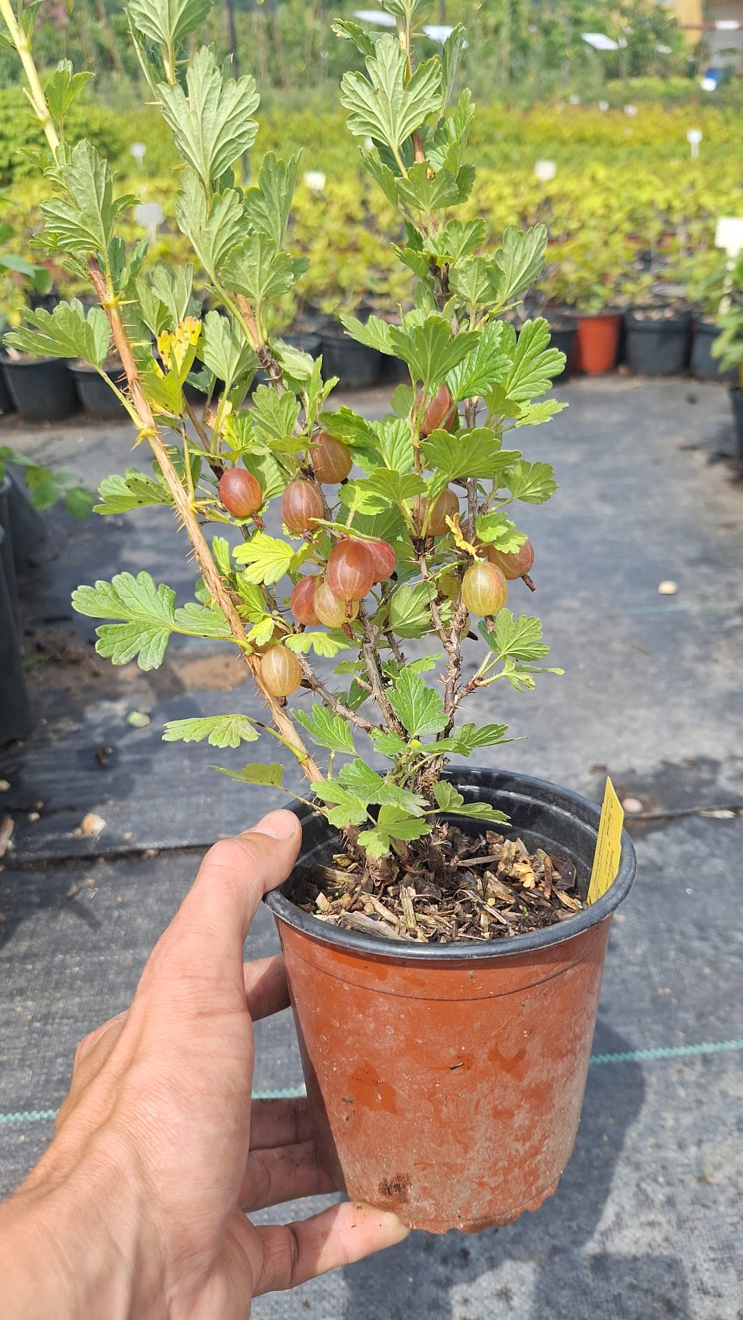 egreš hinnonmaki čevrený plody