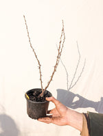 egreš hinnonmaki čevrený kontajner