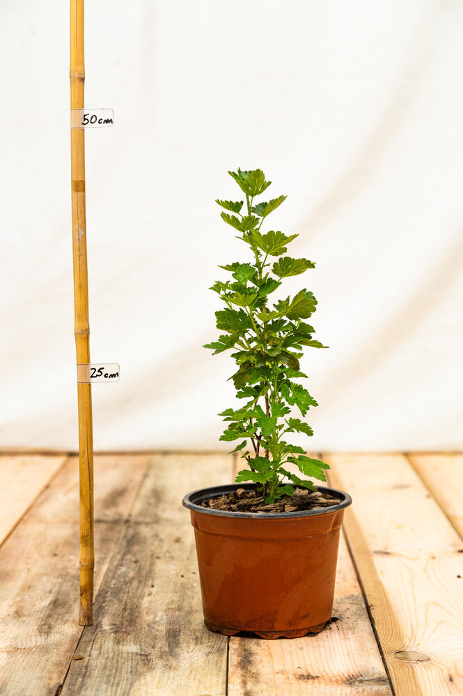 egreš hinnonmaki čevrený kontajner