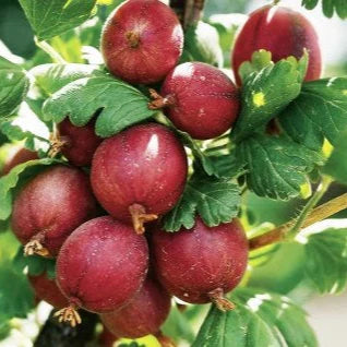 Egreš Karát plody detail ovocný ker