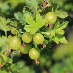 Egreš Mucurines plody detail ovocný ker