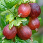 Egreš Spinefree plody detail ovocný ker