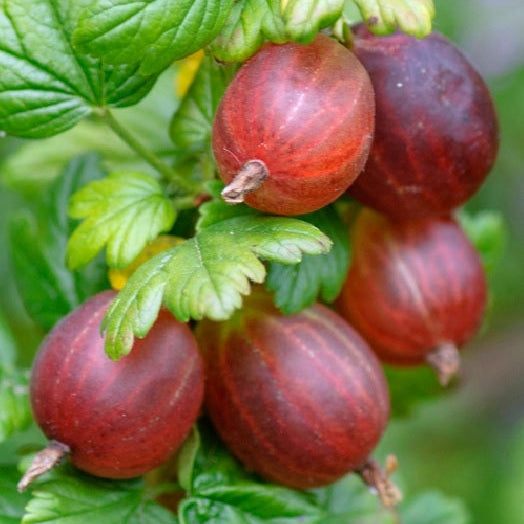 Egreš Spinefree plody detail ovocný ker