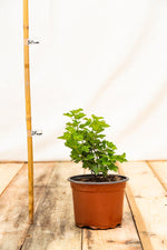 Egreš Spinefree rastlina kontajner