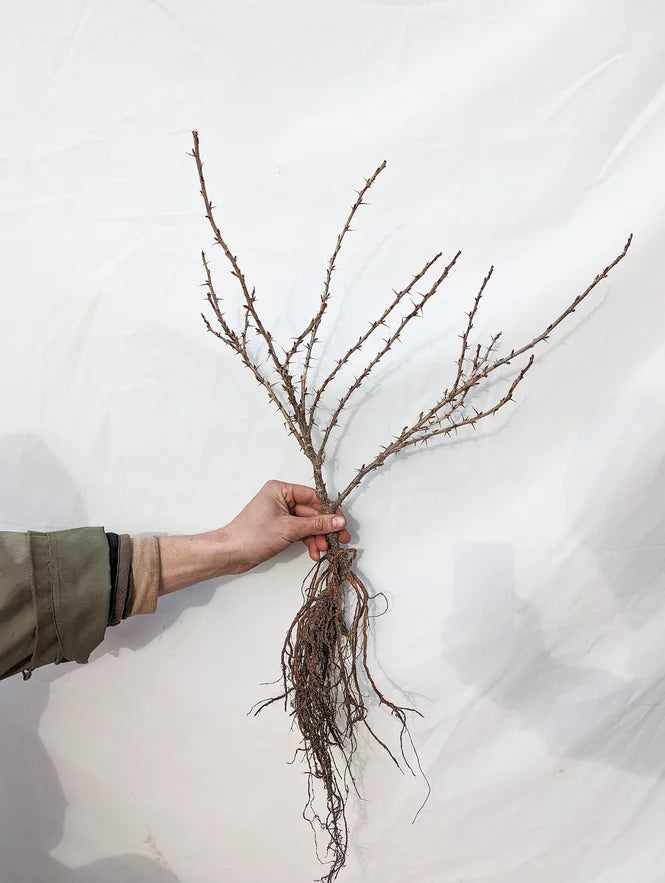 egreš voľnokorenná