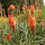 fakľovka Alcazar oranžové kvety  TSKNIPALCAK