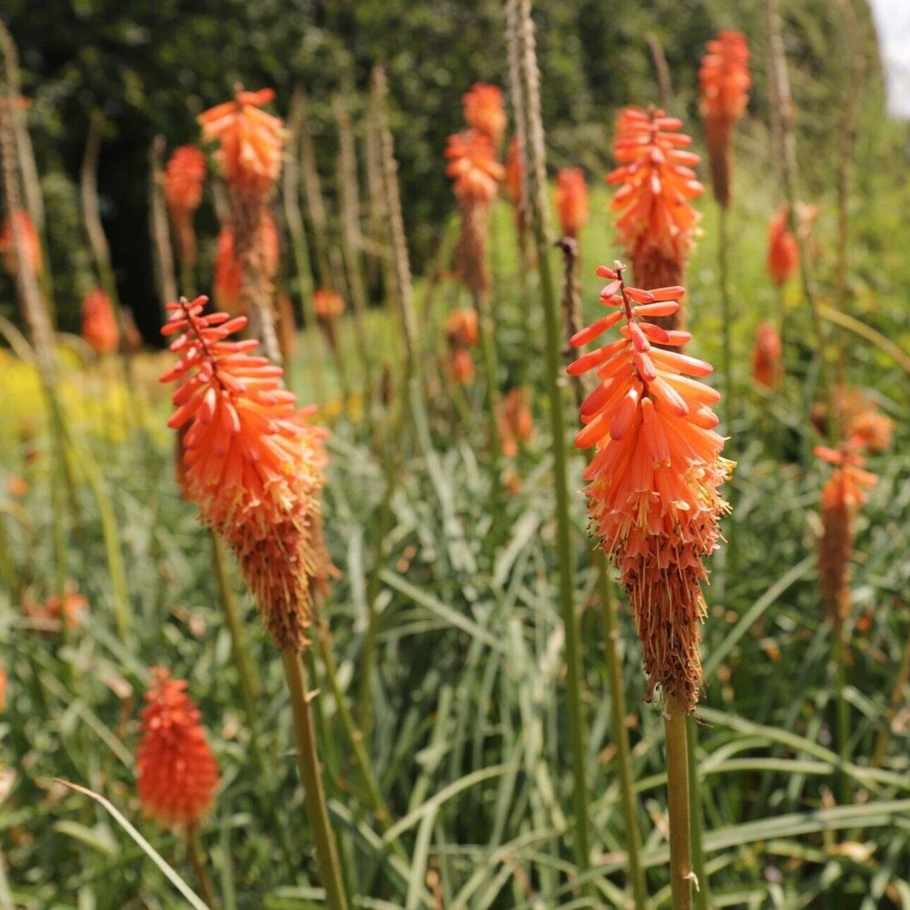 fakľovka Alcazar oranžové kvety  TSKNIPALCAK