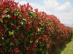 Photinia Red robin živý plot 