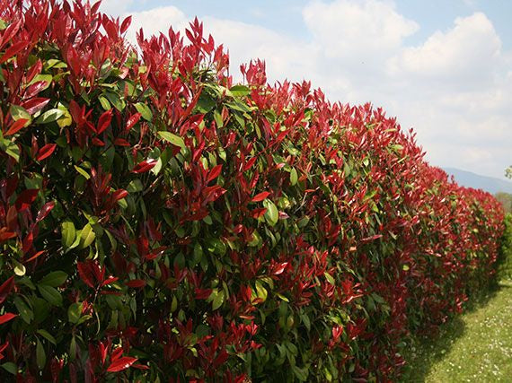 Photinia Red robin živý plot 