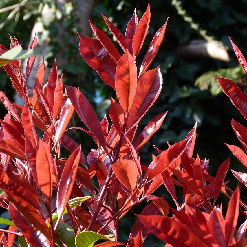 Fotínia fraserova (Červienka) Red Robin