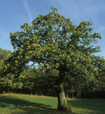 gaštan jedlý castanea sativa strom