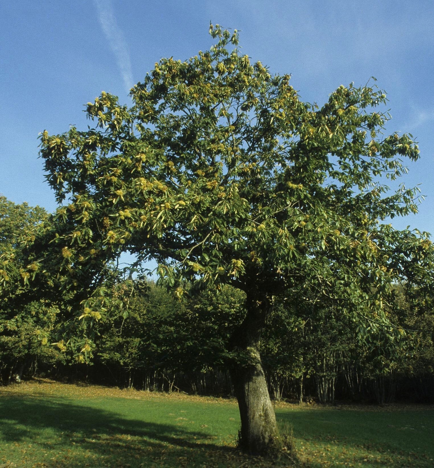 gaštan jedlý castanea sativa strom